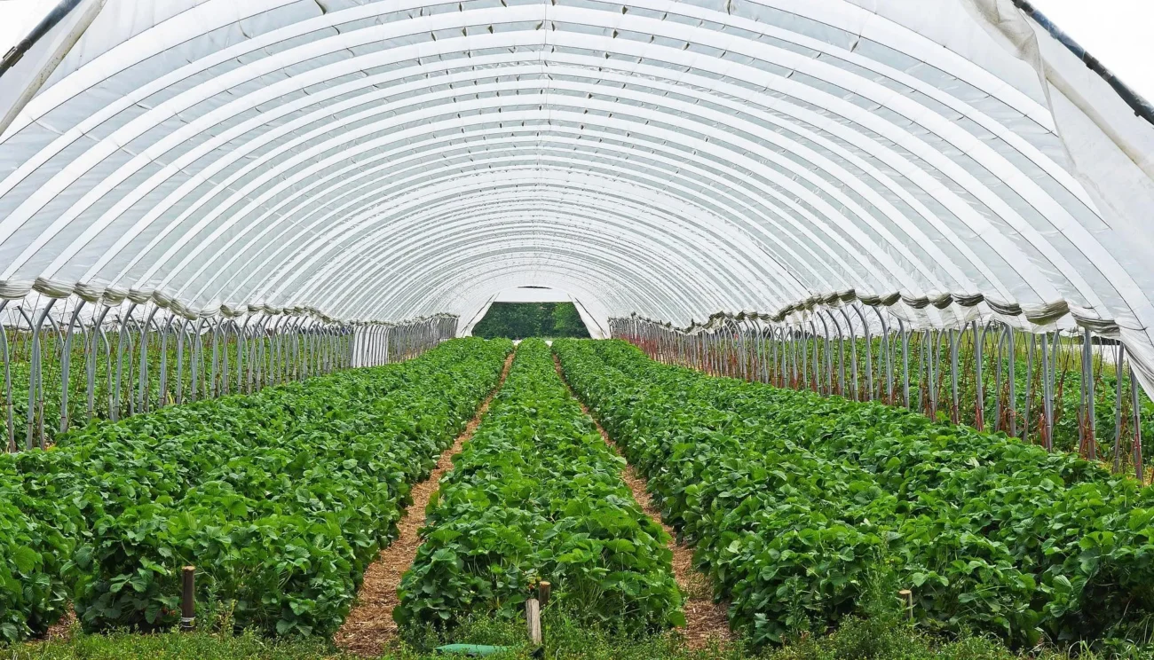 农业生物照明解决方案
