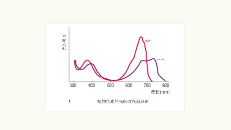 图像2. 植物色素体的光吸收光谱分布