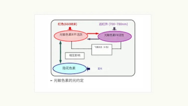 图像3. 植物色素体的光转化过程