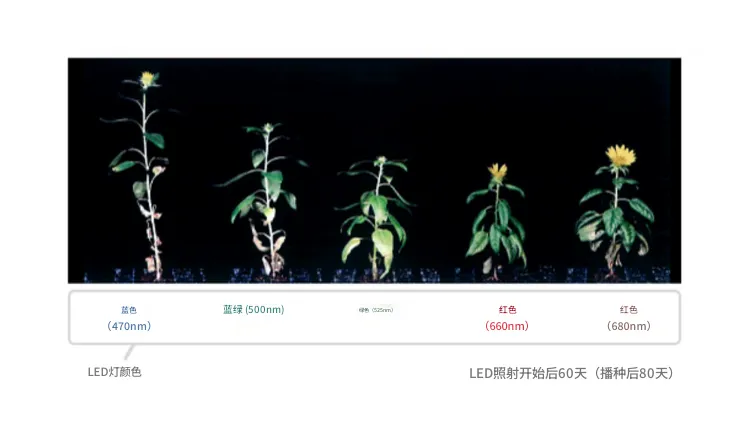 图像5. 农业生物照明解决方案
